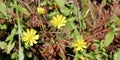 Yellow Hawkweed Bloom Royalty Free Stock Photo