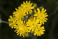 Yellow hawkweed flower in bloom at Valley Falls Park, Connecticut. Royalty Free Stock Photo
