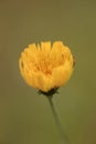 Yellow Hawkweed Flower  - Just Opening Up Royalty Free Stock Photo