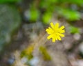 Yellow hawkweed, Hieracium caespitosum Royalty Free Stock Photo