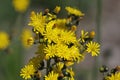 Yellow Hawkweed Royalty Free Stock Photo