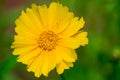 Yellow Hawkweed Wildflower Royalty Free Stock Photo