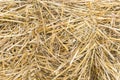 Yellow hay background. background texture dry grass Royalty Free Stock Photo