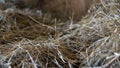 Yellow hay or straw farm texture background, dried grass backdrop Royalty Free Stock Photo