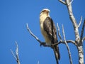 Yellow head Caracara Costa Rica