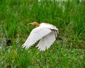 yellow head heron flying over the paddy field