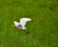 A yellow head heron flying over the paddy field