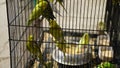 Green colorful parrots Corella is sitting on a swing in the cage. Beautiful birds seeing outside to free from cage Royalty Free Stock Photo