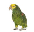 Yellow-headed amazon, Amazona oratrix Royalty Free Stock Photo
