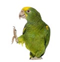 Yellow-headed Amazon (6 months old), isolated