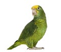 Yellow-headed Amazon (6 months old), isolated