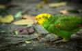 Yellow-headed Amazon Parrot Royalty Free Stock Photo
