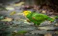 Yellow-headed Amazon Parrot Royalty Free Stock Photo
