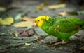 Yellow-headed Amazon Parrot Royalty Free Stock Photo