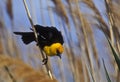 Yellow-headed Blackbird Royalty Free Stock Photo