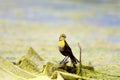 Yellow-headed Blackbird First Year   809896