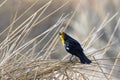 Yellow-headed Blackbird in a marsh in early spring