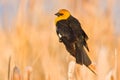 Yellow-headed Blackbird, Montana Royalty Free Stock Photo