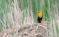 Yellow Headed Blackbird on a Muskrat House