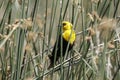 Yellow headed blackbird perched on a reed