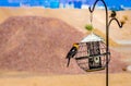 Yellow Headed Blackbird raiding a feeder!