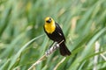 Yellow-headed Blackbird Sitting on a Cat Tail Royalty Free Stock Photo