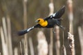 Yellow headed blackbird takeoff