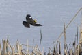 Yellow headed Blackbird Royalty Free Stock Photo