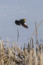 Yellow headed Blackbird Royalty Free Stock Photo