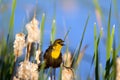 Yellow-headed Blackbird, Xanthocephalus xanthocephalus