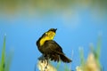 Yellow-headed Blackbird, Xanthocephalus xanthocephalus