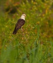 Yellow-headed Caracara Royalty Free Stock Photo