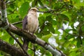 Yellow-headed Caracara Royalty Free Stock Photo