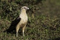 Yellow-headed Caracara on the ground Royalty Free Stock Photo