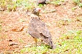 Yellow-headed Caracara