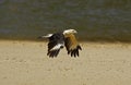 Yellow-Headed Caracara, milvago chimachima, Adult in Flight, Los Lianos in Venezuela