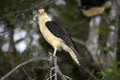 Yellow-Headed Caracara, milvago chimachima, Adult standing on Branch, Los Lianos in Venezuela