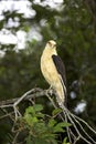 Yellow-Headed Caracara, milvago chimachima, Adult standing on Branch, Los Lianos in Venezuela