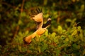 Yellow-headed caracara, Milvago chimachima, bird fly above green vegetation. Caracara flight in the nature habitat, Tarcoles,