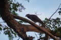 Wildlife: A young Yellow-Header Caracara looks for food in the jungles of Panama