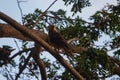 Wildlife: A young Yellow-Header Caracara looks for food in the jungles of Panama