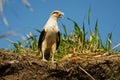 Yellow-headed Caracara - Milvago chimachima is a bird of prey in the family Falconidae