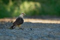 Yellow-headed Caracara - Milvago chimachima is a bird of prey in the family Falconidae