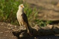 Yellow-headed Caracara - Milvago chimachima is a bird of prey in the family Falconidae