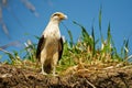 Yellow-headed Caracara - Milvago chimachima is a bird of prey in the family Falconidae