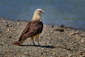 Yellow-headed Caracara - Milvago chimachima is a bird of prey in the family Falconidae