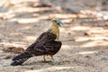 Yellow-headed caracara (Milvago chimachima), Cesar department, Wildlife and birdwatching in Colombia