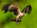 Yellow-headed Caracara Milvago chimachima hunting for fish