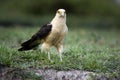 Yellow-Headed Caracara, milvago chimachima, Los Lianos in Venezuela