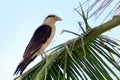 Yellow-headed Caracara (Milvago chimachima) perched on coconut palm straw